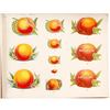 Image 2 : Colorful Vignette Sample Booklet (Union Lithography Co.)
