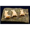 Image 1 : Three Very Small Ivory Seal Fetishes