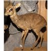 Image 1 : Dik-Dik Full Body Mount