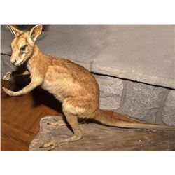 Wallaby Full Body Mount