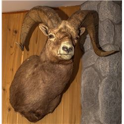 Rocky Mountain Bighorn Sheep Shoulder Mount