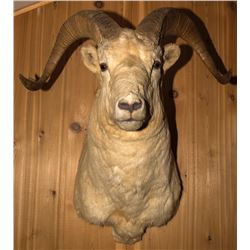Dall Sheep Shoulder Mount