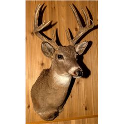 White-Tailed Deer Shoulder Mount