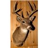 Image 1 : White-Tailed Deer Shoulder Mount