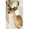 Image 1 : Coues Deer Shoulder Mount