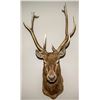 Image 1 : North American Elk Shoulder Mount