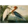 Image 1 : After John James Audubon (American 1785-1851), Reddish Egret (Pl. 371), Chromolithograph in c...