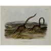 Image 1 : After John James Audubon (American 1785-1851), Annulated Marmot Squirrel (Pl. LXXIX) and Califo...