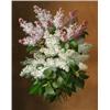 Image 1 : Raoul Maucherat de LongprF (French-American 1843-1911), Still Life of Lilacs and Roses: Two Wor...