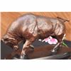 Image 4 : STOCK MARKET BULL BRONZE SCULPTURE SIGNED BY MOIGNIEZ