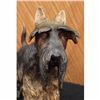 Image 5 : LARGE REAL BRONZE ENGLISH TERRIER DOG PET SCULPTURE ART