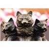 Image 2 : CAT FAMILY BRONZE SCULPTURE STATUE FIGURE FIGURINE ART DECO STATUE