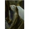 Image 6 : Signed Richter Wolf Lady Godiva also Know as Godgifue Bronze Sculpture Statue