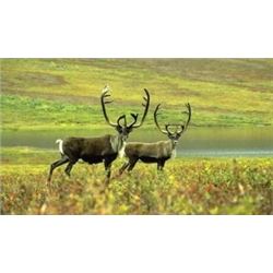 YOUTH AND ADULT 10-DAY ALASKAN CARIBOU HUNT