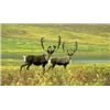 Image 1 : YOUTH AND ADULT 10-DAY ALASKAN CARIBOU HUNT