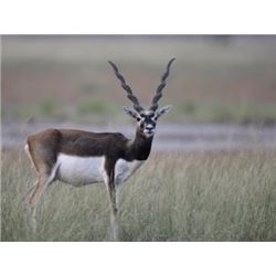 YOUTH FILMED FOR TV BLACKBUCK HUNT WITH RIFLE