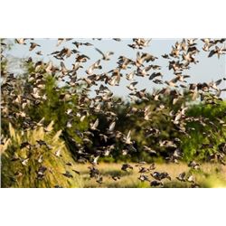 ARGENTINA DOVE SHOOTING - 4 DAYS - 4 HUNTERS