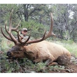 5-DAY NEW MEXICO BULL ELK HUNT
