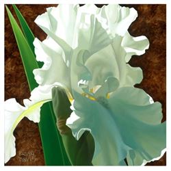 Solitary White Iris