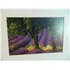 Image 2 : FRAMED PICTURE - TREE
