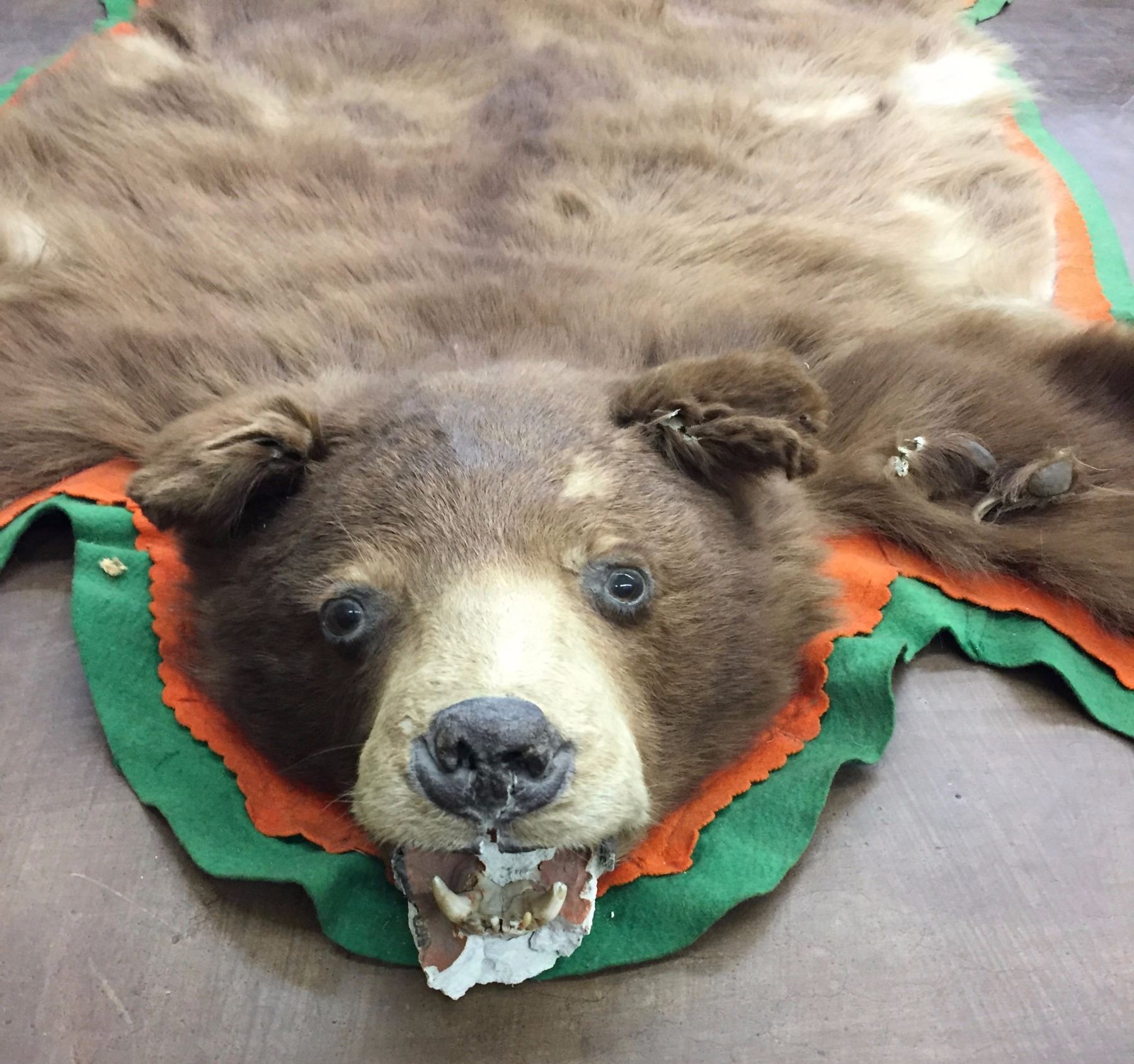 Old Brown Bear Hide Rug