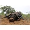 Image 1 : 7 Day Cape Buffalo hunt for 1 hunter and 3 non hunters in South Africa. Can be taken 2018 or 2019.  