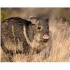 Image 1 : Commissioners Tag for Javelina in Arizona            * YEAR LONG ARIZONA JAVELINA TAG * GOOD STATEWI