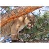 Image 1 : 5 Day Mountain Lion Hunt for 1 Hunter in Arizona. January - March 2019. Accommodations and meals inc