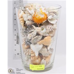 LARGE VASE FULL OF SEA SHELLS