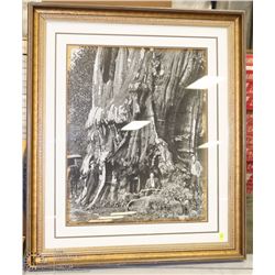 FORESTRY FRAMED PICTURE ON CHOICE