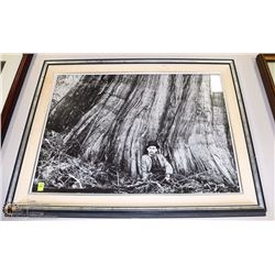 FRAMED FORESTRY PICTURE ON CHOICE