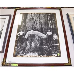 FRAMED FORESTRY PICTURE ON CHOICE