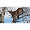 Image 1 : Mountain Lion Hunt In Nevada For 1 Hunter