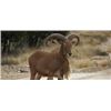 Image 1 : AOUDAD HUNT