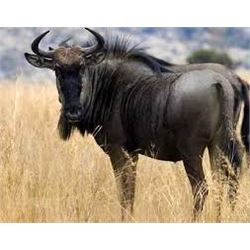 WARTHOG, IMPALA, AND BLUE WILDEBEEST HUNT IN SOUTH AFRICA FOR TWO HUNTERS