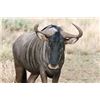 Image 3 : WARTHOG, IMPALA, AND BLUE WILDEBEEST HUNT IN SOUTH AFRICA FOR TWO HUNTERS