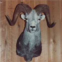 TAXIDERMY $500 CERTIFICATE