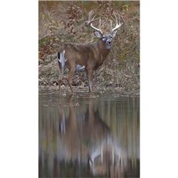 “Bunning Whitetail” by Joshua Spies