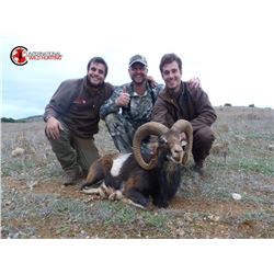 Iberian Mouflon in Spain