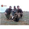 Image 1 : Iberian Mouflon in Spain