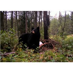 7 Day Black Bear Hunt In Ontario For 2 Hunters