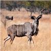 Image 1 : KUDU, WARTHOG, AND IMPALA Hunt in SOUTH AFRICA FOR TWO HUNTERS