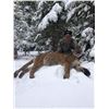 Image 2 : 6 Day Mountain Lion Hunt in Idaho