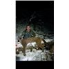 Image 3 : 6 Day Mountain Lion Hunt in Idaho