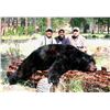 Image 2 : 5 Day Arizona Bear Hunt for 1 hunter