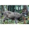 Image 1 : 4 Day Blacktail for one hunter in Washington