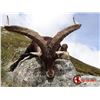 Image 1 : 5 Day Hunt for a bronze Rhonda, Beceite or Southeastern Ibex in Spain