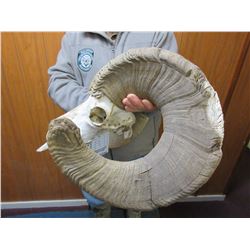 South Dakota Bighorn Skull