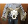 Image 2 : South Dakota Bighorn Skull