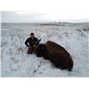 Image 1 : South Dakota Trophy Buffalo Hunt